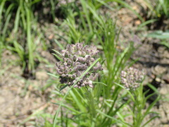 Hilliardiella aristata