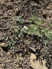 Lomatium brandegeei