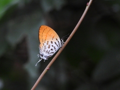Drupadia ravindra