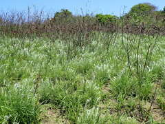 Hilliardiella aristata