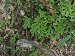 Selaginella repanda