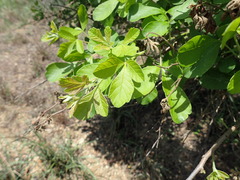 Searsia pentheri
