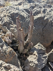 Desmidorchis penicillata