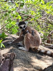 Lemur catta
