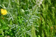 Reseda alba