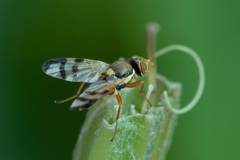 Urophora stylata