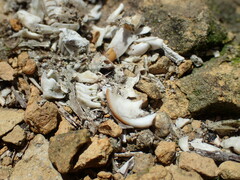 Otomys