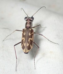 Ellipsoptera macra
