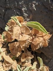 Melhania phillipsiae