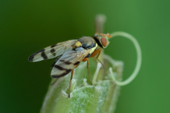 Urophora stylata