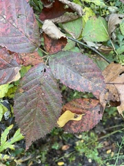 Stigmella villosella