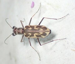 Ellipsoptera macra