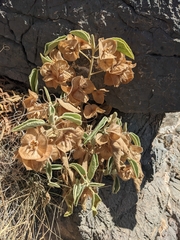 Melhania phillipsiae