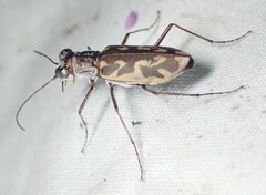 Ellipsoptera macra
