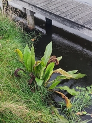 Rumex hydrolapathum