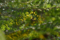 Euodynerus hidalgo boreoorientalis