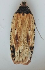 Agonopterix atrodorsella