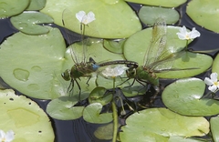 Anax parthenope julius