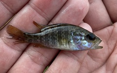 Lepomis gulosus