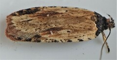 Agonopterix atrodorsella