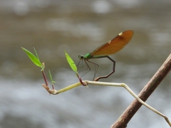 Neurobasis chinensis