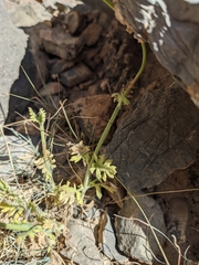 Lavandula subnuda