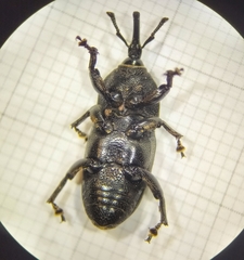 Scyphophorus acupunctatus