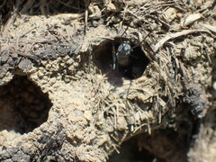 Polyrhachis schistacea