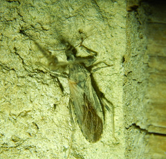 Oncocephalus squalidus