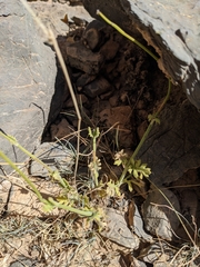 Lavandula subnuda