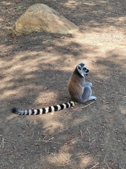 Lemur catta
