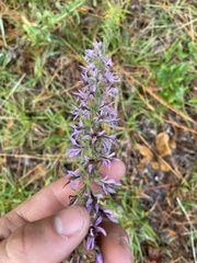 Liatris elegans