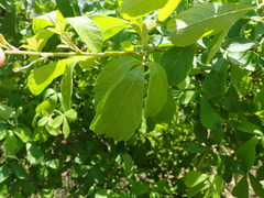 Searsia pentheri