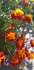 Tagetes patula