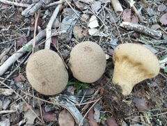Lycoperdon excipuliforme