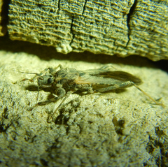 Oncocephalus squalidus