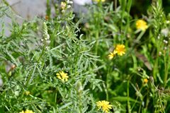 Reseda alba