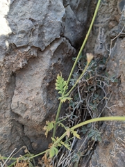 Lavandula subnuda