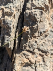 Lavandula subnuda
