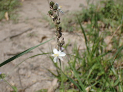 Chlorophytum saundersiae