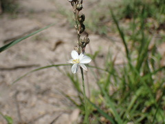 Chlorophytum saundersiae