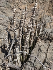 Desmidorchis penicillata