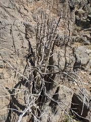 Desmidorchis penicillata