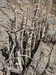 Desmidorchis penicillata