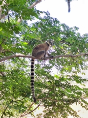 Lemur catta