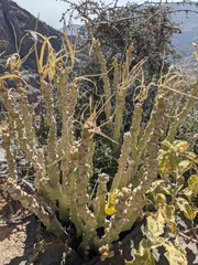 Desmidorchis penicillata