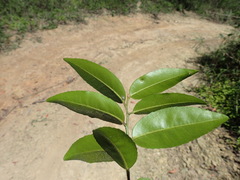 Maytenus peduncularis