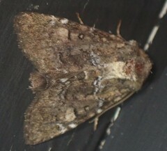 Oligia chlorostigma