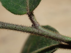 Maytenus peduncularis