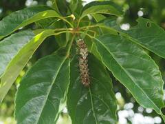 Lebeda nobilis